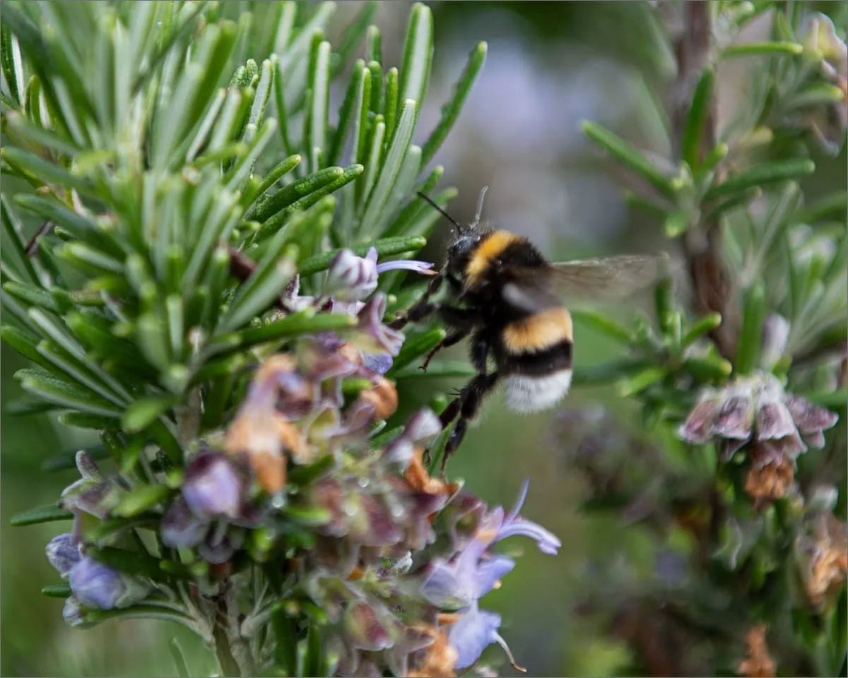 Una storia: dalle origini alla rinascita sostenibile di Podere Ferrale